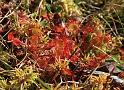 drosera rotundifolia